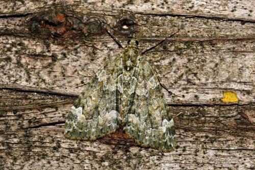 Chloroclysta siterata